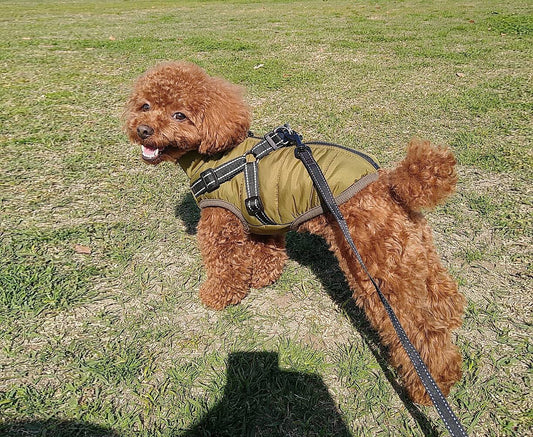 寒いときも犬は散歩が必要なの?犬が寒いときに見せるサインと冬散歩をする際の寒さ対策をご紹介