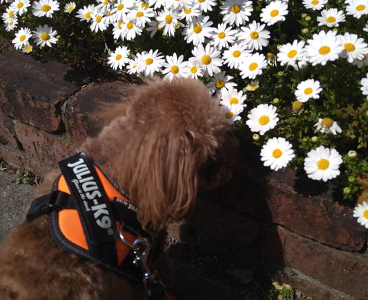 犬も花粉症になるの!? 症状や対策を解説