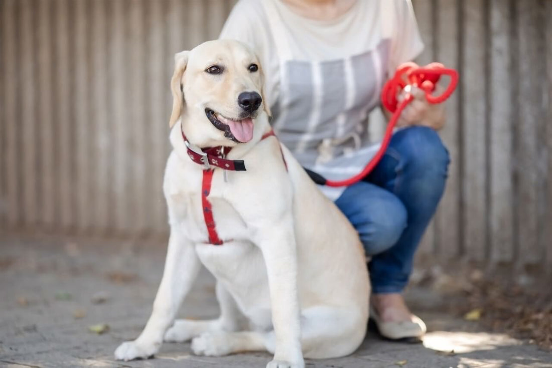 犬の寿命は年々伸びている!愛犬と少しでも一緒にいるための秘訣とは?