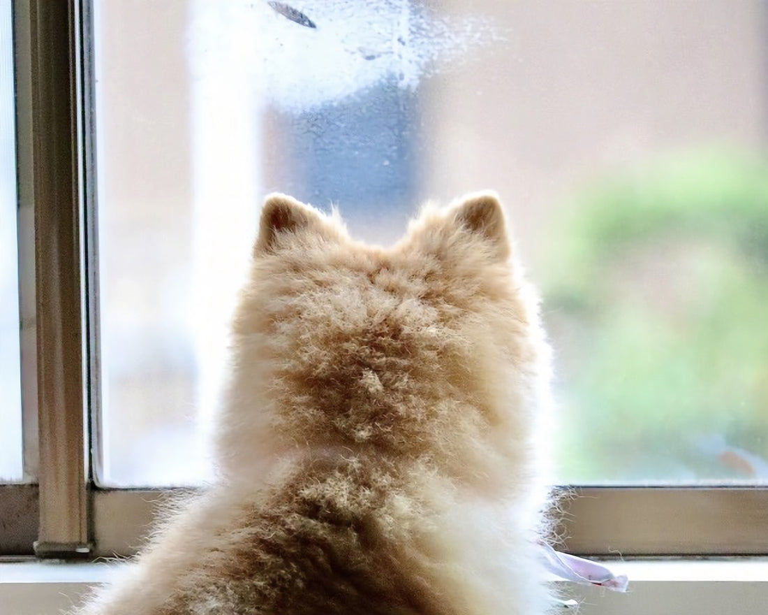 まもなく梅雨の時期到来!お散歩ができないワンちゃんのストレス解消法とは?