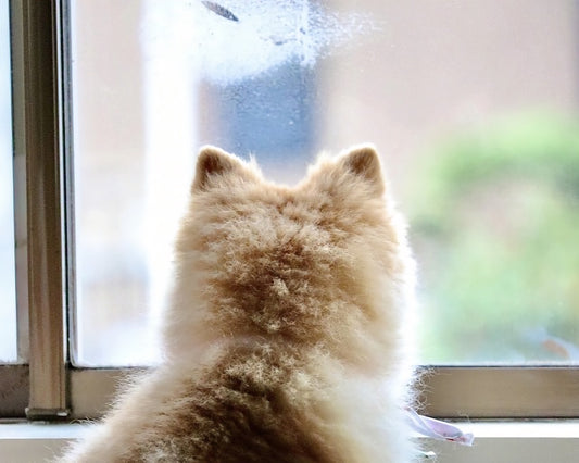 まもなく梅雨の時期到来!お散歩ができないワンちゃんのストレス解消法とは?