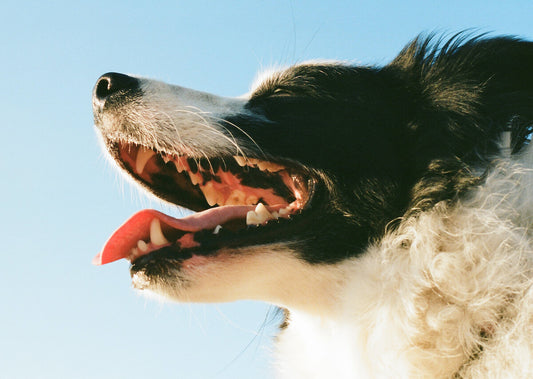 犬のオーラルケア