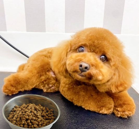 ドライフードを愛犬が食べない時はどうしたらいい?原因と対処法をご紹介【食いつき改善】