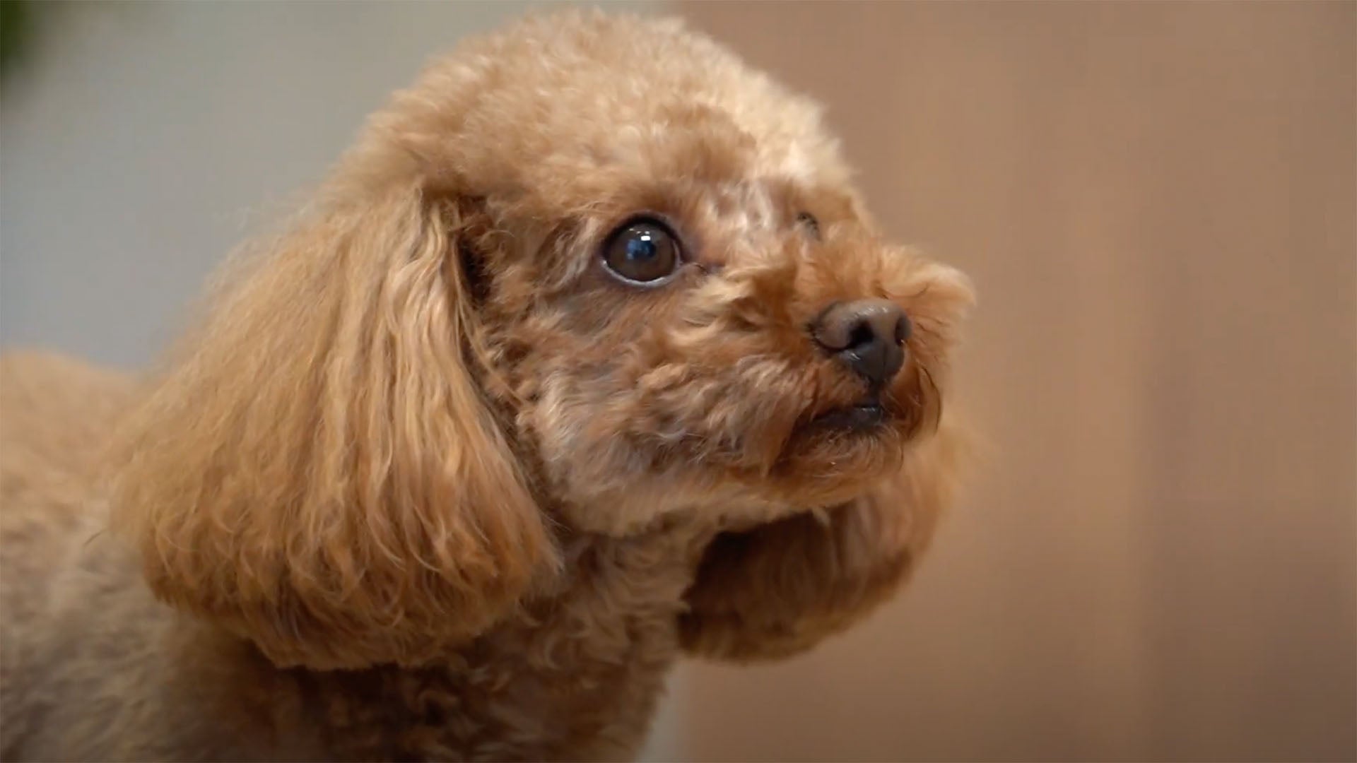 動画を読み込む: Foodie Dogs Tokyo Brand Movie